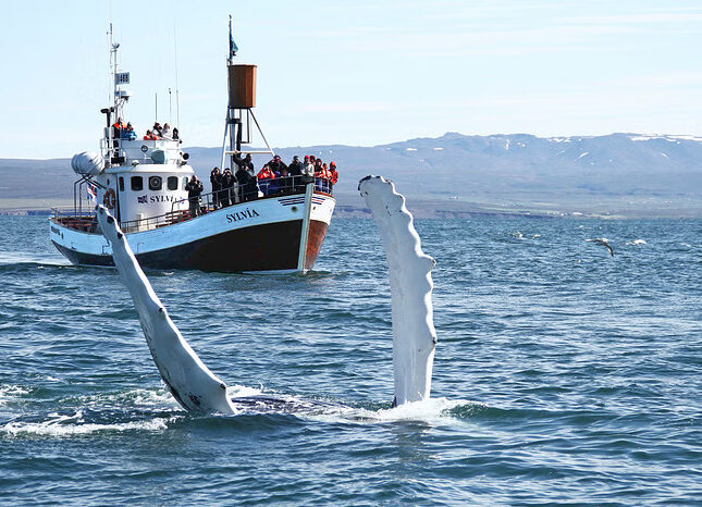 Friends of Moby Dick - Whale Watching 3